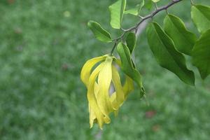 une fleur jaune d'ylang-ylang nain ou de cananga fruticosa qui fleurit sur la branche et l photo