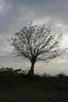 grand arbre seul avec fond gris ciel nuageux. photo