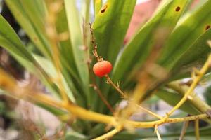 un fruit orange de dracaena loureini gagnep est sur fond de branche sèche et de feuilles vertes, plante indigène en thaïlande. photo