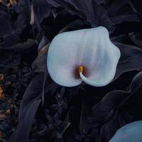 belle calla de lys dans le jardin au printemps photo