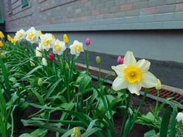 planter des jonquilles et des tulipes photo