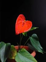 anthurium avec une fleur rouge en forme de coeur photo