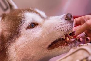 agrandi le chien. c'est le meilleur ami de l'homme. photo