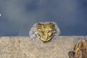 le crapaud dans l'étang de ciment. photo