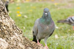 le pigeon debout sous un grand arbre. photo