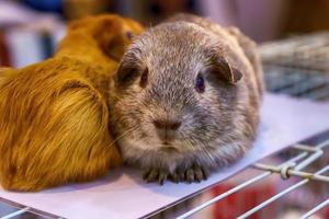 cochon d'inde sur la cage photo