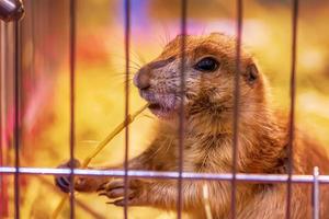 chien de prairie dans une cage photo