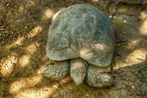 tortue noire birmane photo