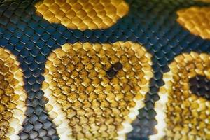 texture de fourrure de python birman vert photo