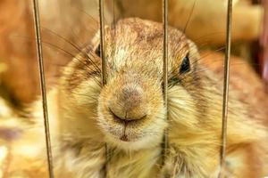 chien de prairie dans une cage photo