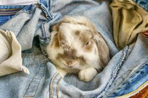 le lapin entre dans le jean photo