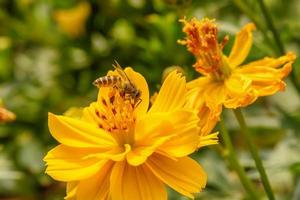 abeilles sur fleur de cosmos photo