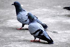 un groupe de pigeons dans mon terrain photo