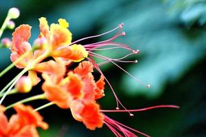 Libre de safran et fleur jaune photo