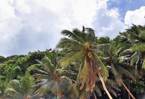 beaux palmiers à la plage sur les îles tropicales paradisiaques des seychelles. photo