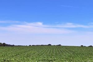 vue d'été sur les cultures agricoles et les champs de blé prêts pour la récolte photo