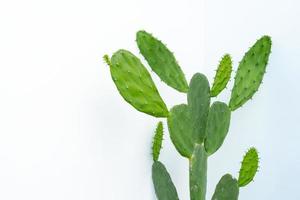 photo en gros plan de cactus sur fond blanc, cactus, minimal. avec espace de copie. intérieur de maison minimaliste, plantes d'intérieur.