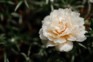 fleurs jaunes isolés sur fond blanc fleur de mr. se réveiller tard photo