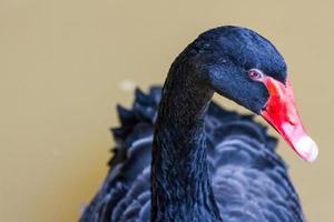 cygne noir nageant dans le zoo photo