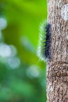 chenille d'ours laineux photo