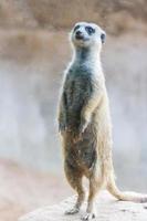 suricate ou surikate debout photo