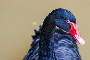 cygne noir nageant dans le zoo photo