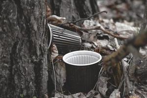 deux tasses à café en plastique laissées dans la forêt près du tronc d'arbre dans des feuilles sèches au sol photo