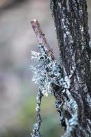morceau de lichen texturé blanc poussant sur une petite branche cassée d'un bouleau près du tronc photo
