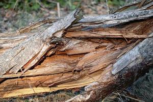 tronc ouvert de l'arbre cassé avec vue détaillée à l'intérieur de la texture dans la fissure photo