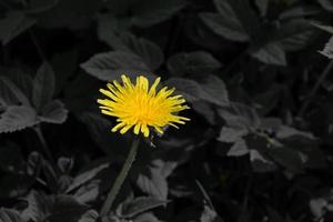 fleur de pissenlit jaune sur fond de feuilles noires. écologie photo