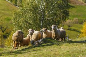 beau feuillage d'automne et troupeau de moutons dans les montagnes