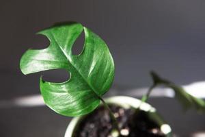 monstera minima rhaphidophora tetrasperma gros plan feuille sur le rebord de la fenêtre en plein soleil avec des ombres. plantes d'intérieur en pot, décoration verte, soins et culture photo