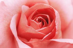 fond nature fleur valentine orange pastel rose photo