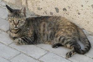 le mignon chat de rue sans abri photo