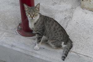 le mignon chat de rue sans abri photo