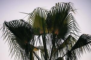 feuilles de palmier ciel photo