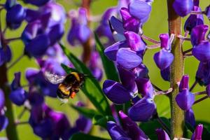 l'abeille à miel recueille le pollen des fleurs de lupin violet. l'apiculture et l'agriculture. photo