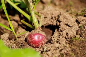 radis mûr en terre. cultiver des légumes dans le jardin. récolte. photo