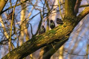 plusieurs étourneaux sur un arbre photo