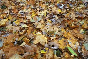 feuilles d'automne jaunes photo