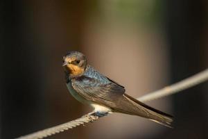 hirondelle rustique, gros plan photo