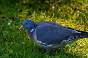 Pigeon ramier de côté photo