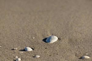 sable coquillage blanc photo