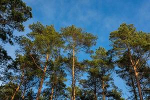 ciel de plusieurs sapins photo