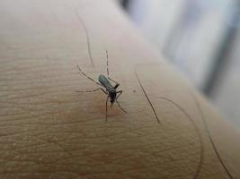 les moustiques sucent le sang sur la peau humaine. ce moustique peut causer le paludisme. moustique aedes aegypti. photo