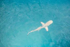 chasse au requin pointe noire dans un banc de poissons. écosystème de la vie marine. bébé sauvage requin de récif à pointe noire d'en haut dans les eaux claires tropicales école de poissons. aqua marine turquoise aux îles maldives photo