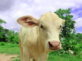 vache et champ d'herbe fraîche photo