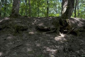 racines nues de deux arbres photo