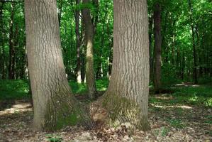 arbre double dans la forêt photo