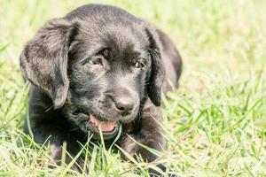 chien noir labrador retriever se trouve sur l'herbe verte. chiot labrador. photo